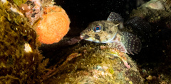 Bovichtus angustifrons