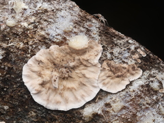 Serpula himantioides