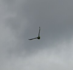 Trichoglossus moluccanus moluccanus