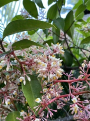 Ardisia compressa