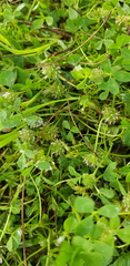Trifolium glomeratum