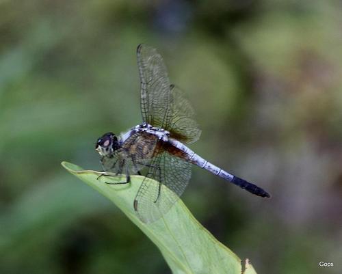 Brachydiplax chalybea