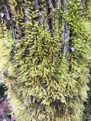 Homalothecium fulgescens