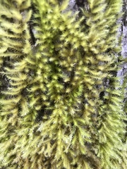 Homalothecium fulgescens