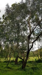 Eucalyptus goniocalyx