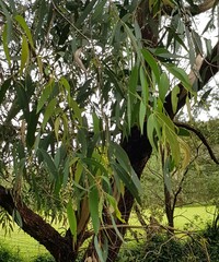 Eucalyptus goniocalyx
