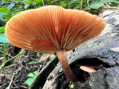 Gymnopilus purpuratus