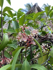 Ardisia compressa