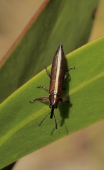 Rhinotia