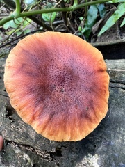 Gymnopilus purpuratus