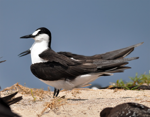 Charrán sombrío (Onychoprion fuscatus)