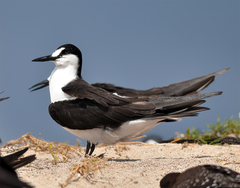 Onychoprion fuscatus