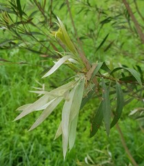 Callistemon