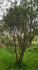 Callistemon