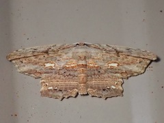 Pseuderosia cristata