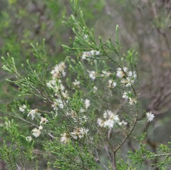 Melaleuca styphelioides