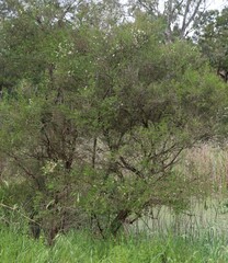 Melaleuca styphelioides