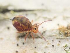 Dicyrtomina ornata