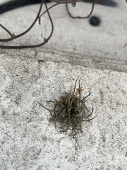 Tillandsia recurvata