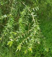 Leptospermum scoparium