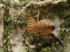 Dicyrtomina ornata