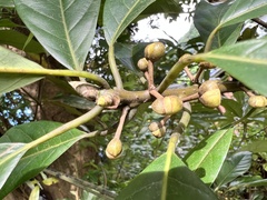 Lindera megaphylla