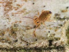 Dicyrtomina ornata