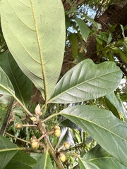 Lindera megaphylla