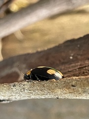 Paropsisterna sexpustulata