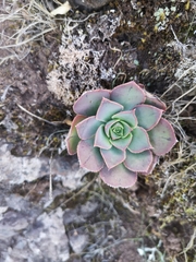 Aeonium