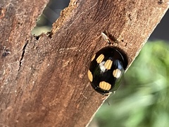 Paropsisterna sexpustulata