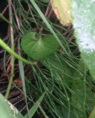 Viola nephrophylla