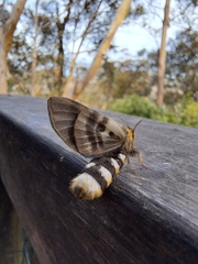 Nataxa flavescens