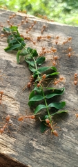 Oecophylla smaragdina