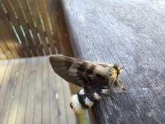 Nataxa flavescens
