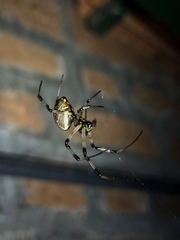 Nephilengys malabarensis