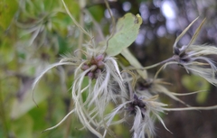 Clematis vitalba