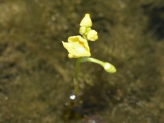 Utricularia aurea