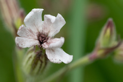 Microbotryum lychnidis-dioicae