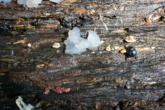 Anoplotrupes stercorosus