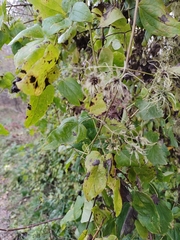 Clematis vitalba
