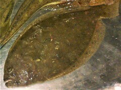 Pseudorhombus arsius