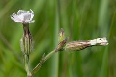 Microbotryum lychnidis-dioicae