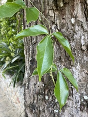 Strongylodon macrobotrys