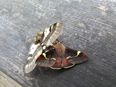 Nataxa flavescens