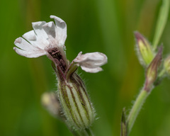 Microbotryum lychnidis-dioicae