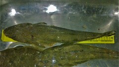 Platycephalus indicus