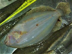 Pseudorhombus arsius