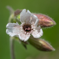 Microbotryum lychnidis-dioicae