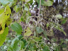 Clematis vitalba